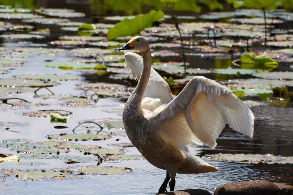 Wild birds swan cygnus columbianus