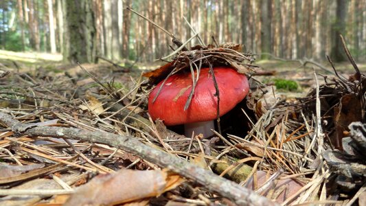 Mushroom forest poisonous mushroom