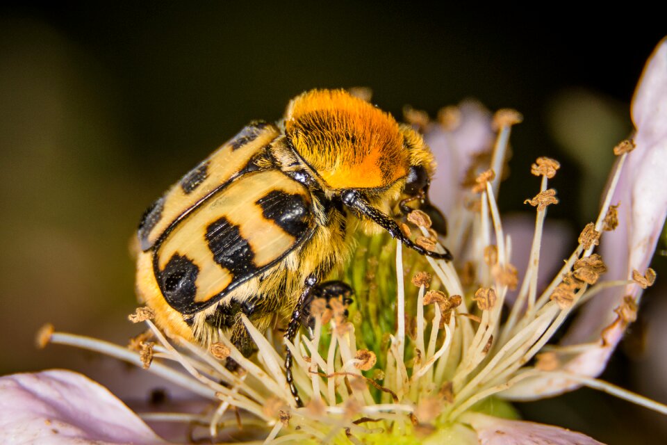 Nature insect close up photo