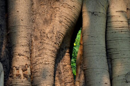 Banyan tree twin trunk tree trunk