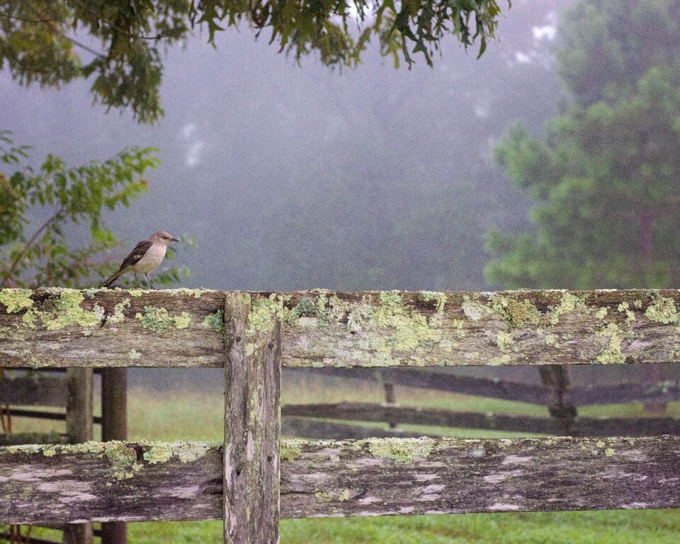 Farm nature fog