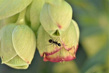 Close up leaf ant photo