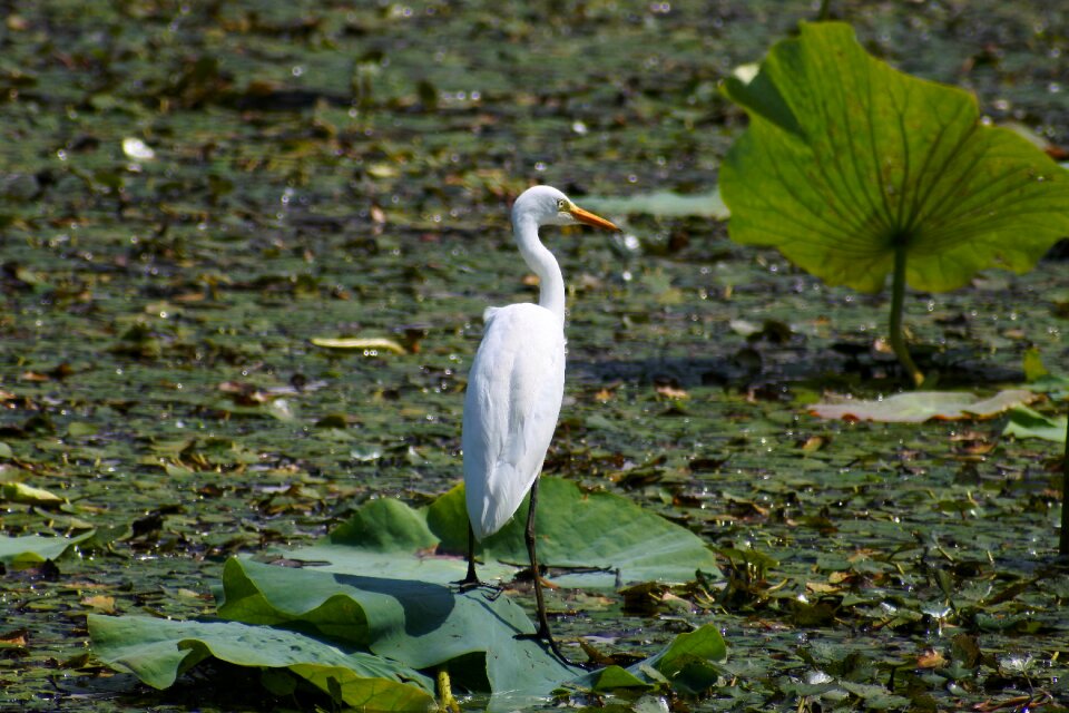 Leaf wild birds egret