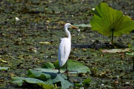 Leaf wild birds egret
