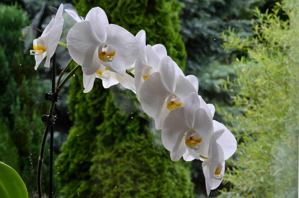 Orchis flower blooming
