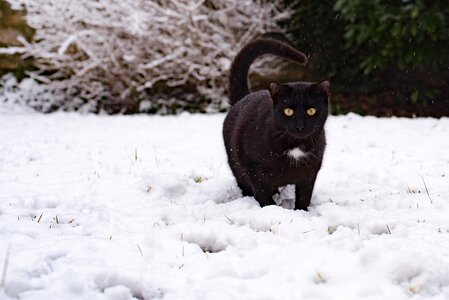 Snow winter cold
