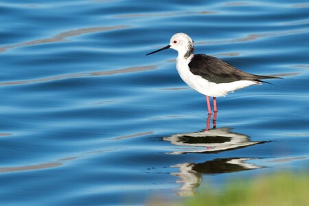 Water sea avian photo