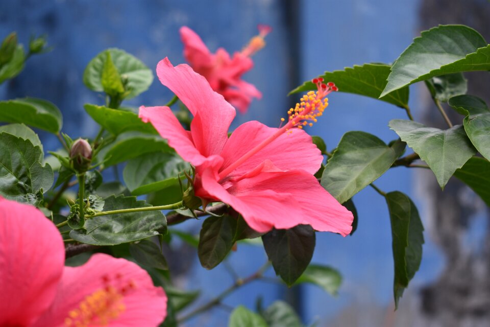Nature floral blossom