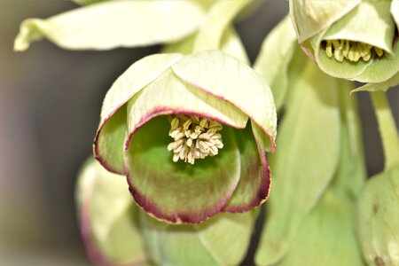 Leaf christmas rose blossom