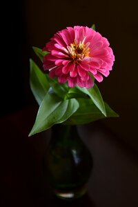 Floral garden flower