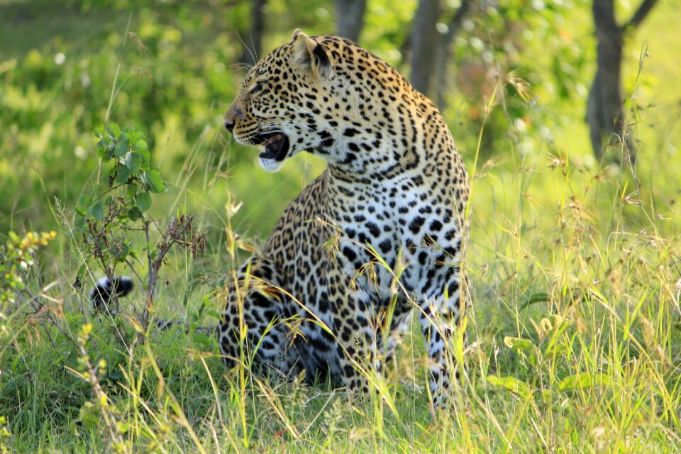 Africa cat wildlife photo