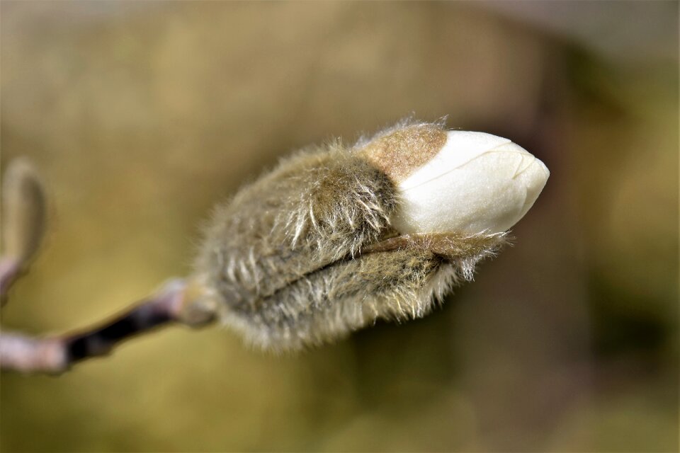 Leaf blossom bloom