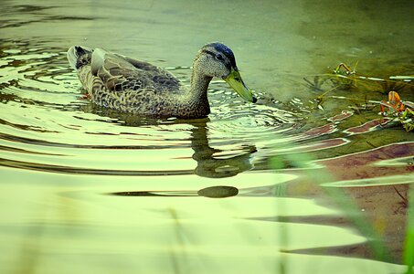 Duck pond nature