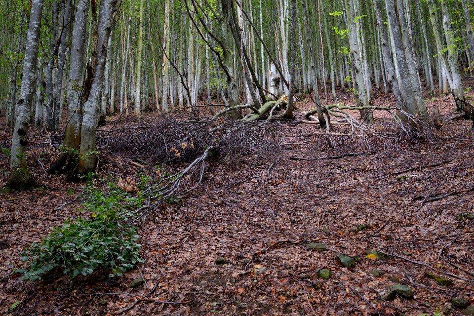 Collapsed autumn nature