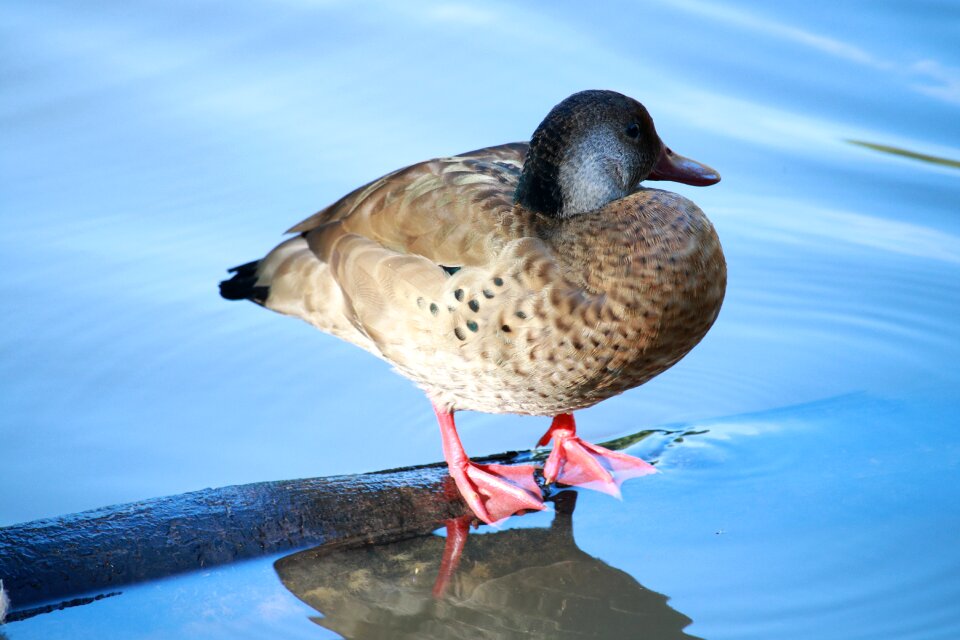 Duck lake outdoors