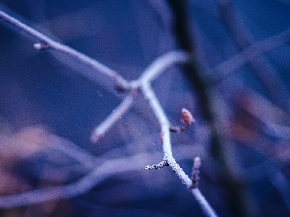 Winter trees branches