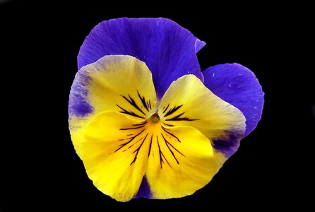 Blossom bloom pansy photo