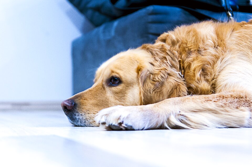 Golden retriever pet animals