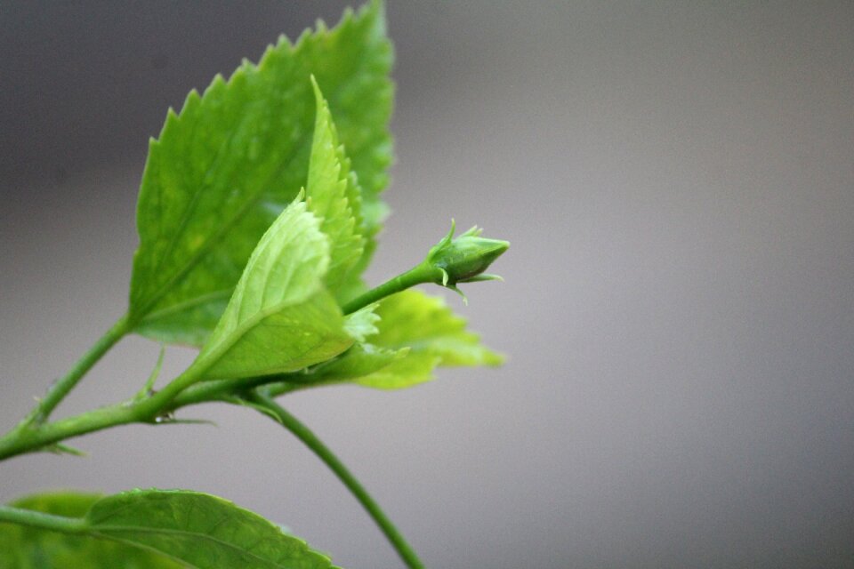 Spring blossom leaf
