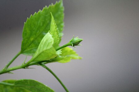 Spring blossom leaf photo