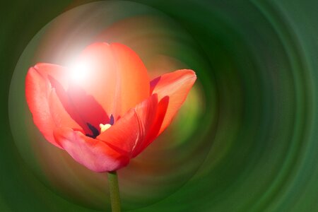 Flower bright tulip photo