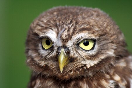 Bird of prey nature owl