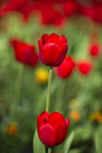 Red tulips plant garden