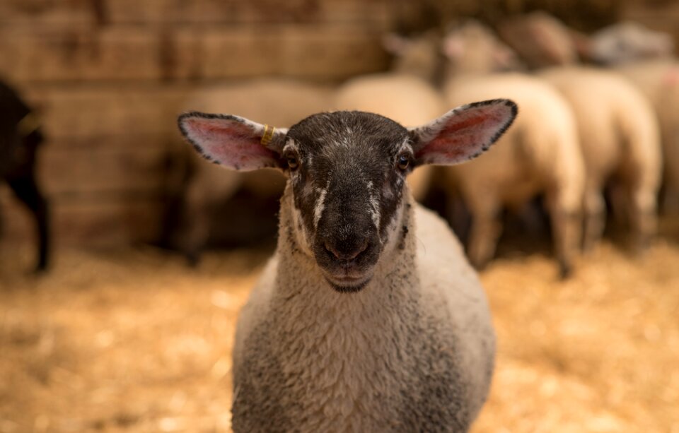 Livestock wool cute