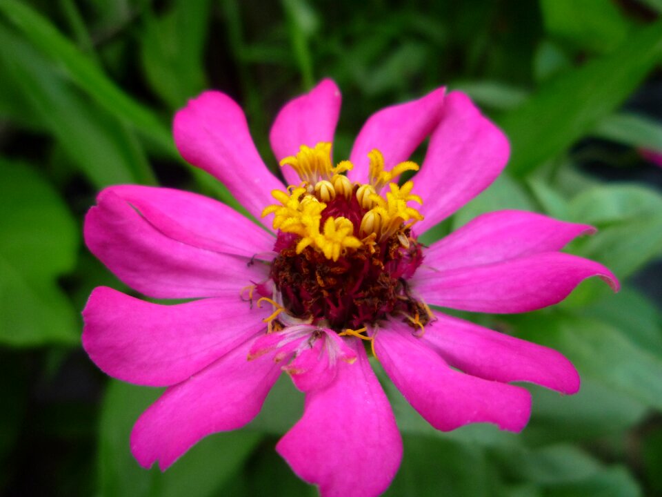 Beautiful flower beautiful asia plantation house