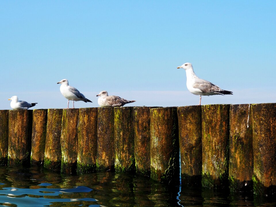 Seagull the coast the coast of the baltic sea