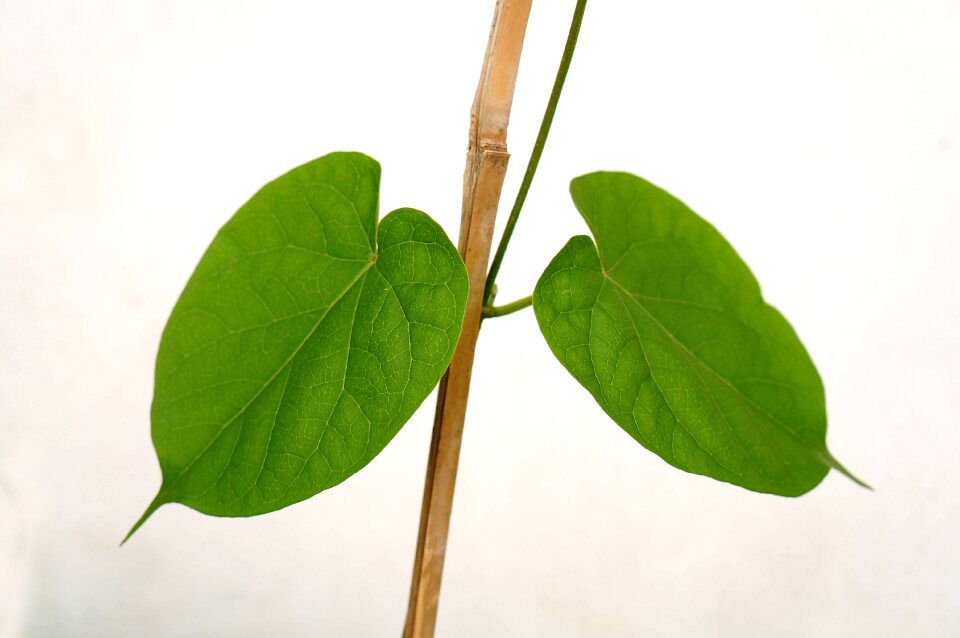 Green leaf lungs background
