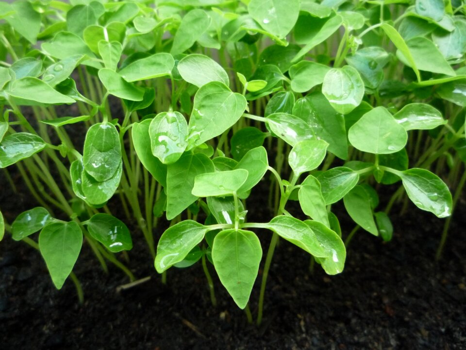 Green leafs leaves growing plant photo