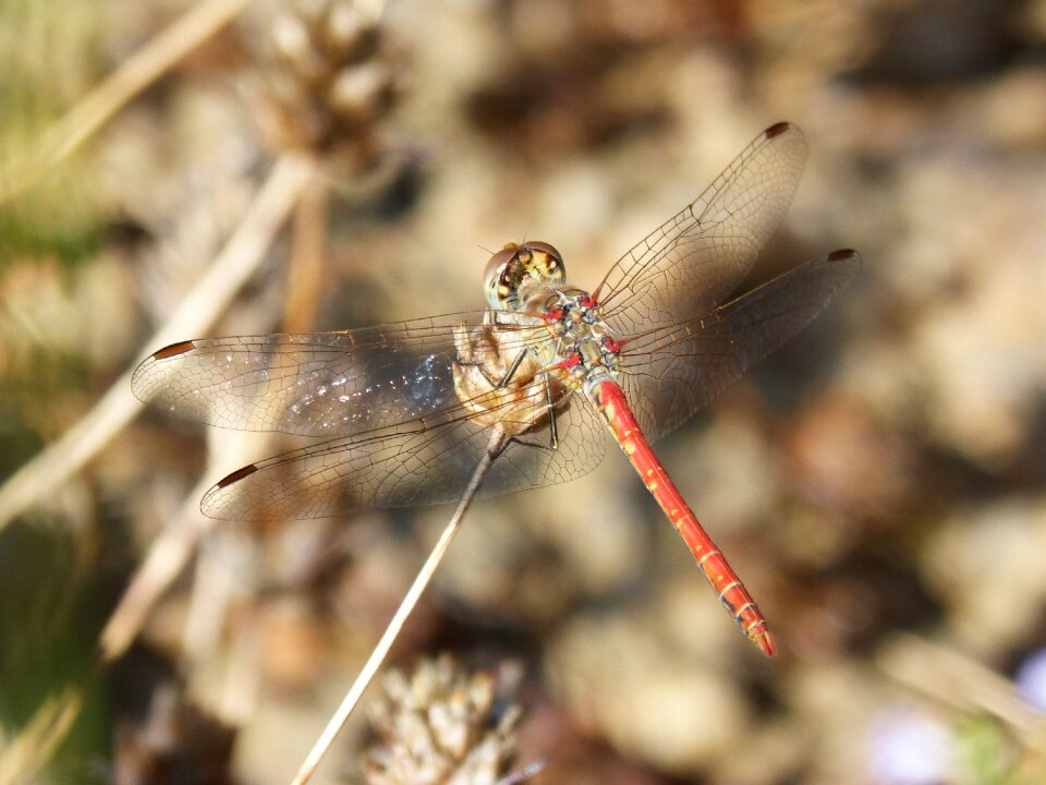 Plant dragonfly sympetrum sinaiticum
