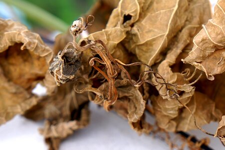 Dry leaves blight background