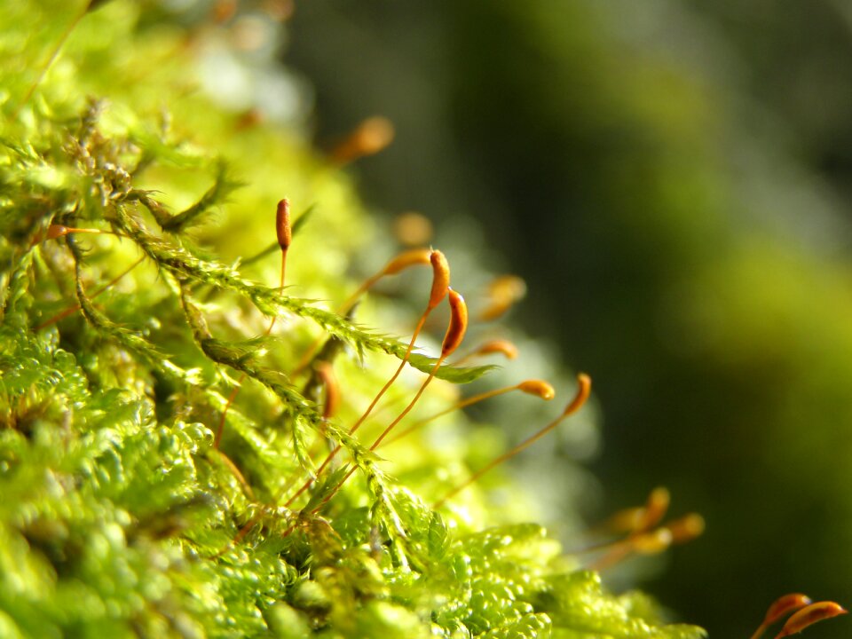 Leaf growth close up