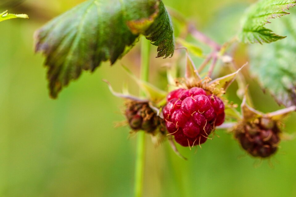 Nature green pink
