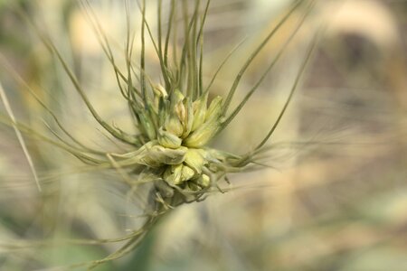 Seed green flower