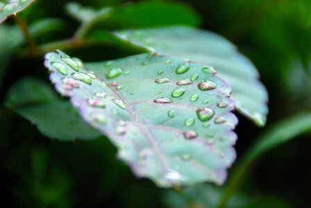 Nature green plant photo