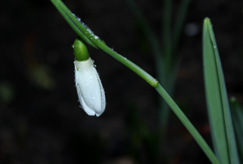 Leaf plant at the court of