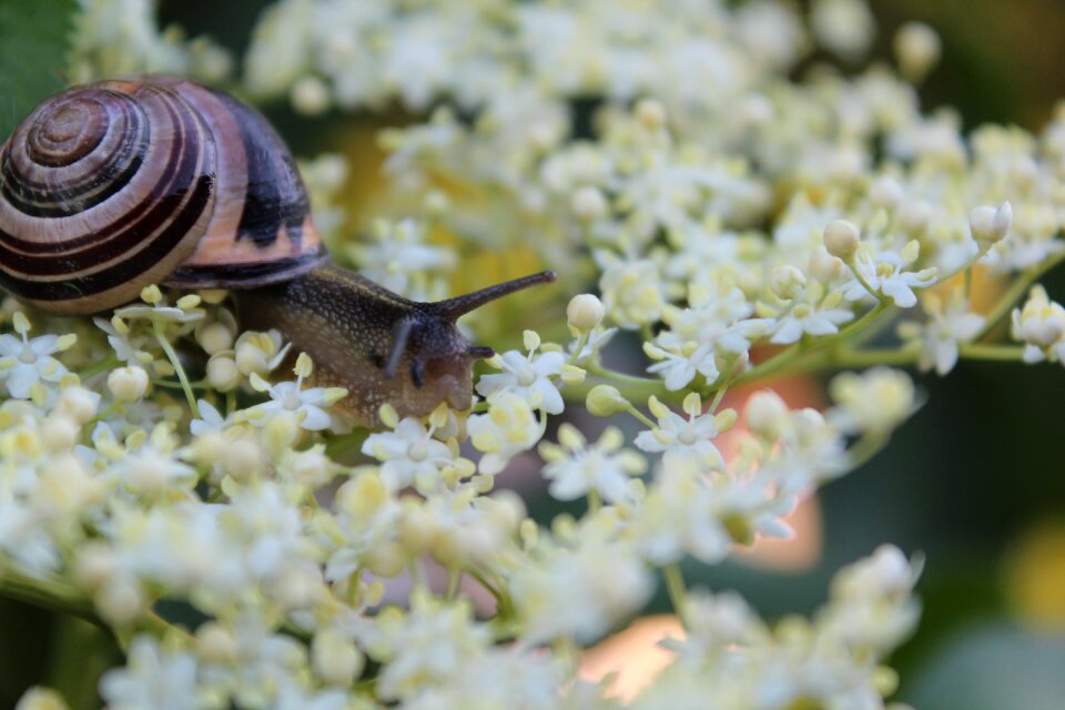 Summer nature leaflet