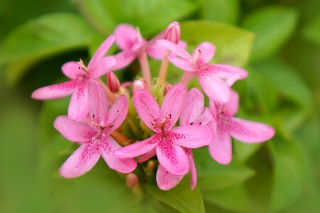 Natural bunches of flowers pink