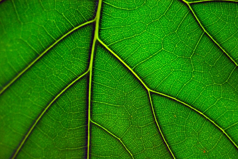 Green leaf nature plant