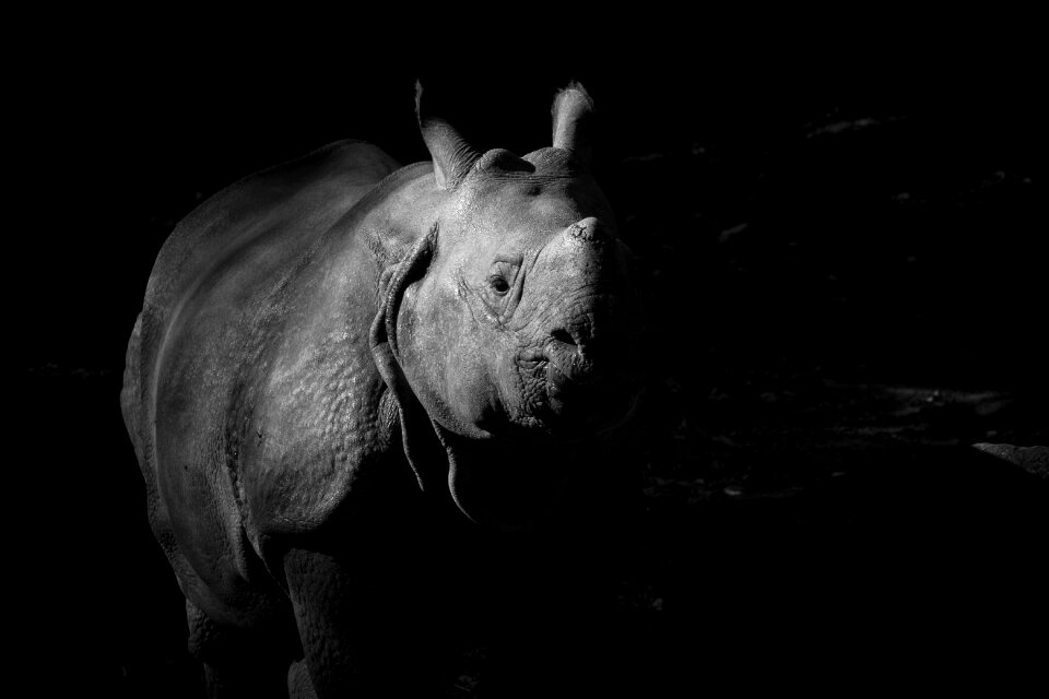 A nature black and white photography