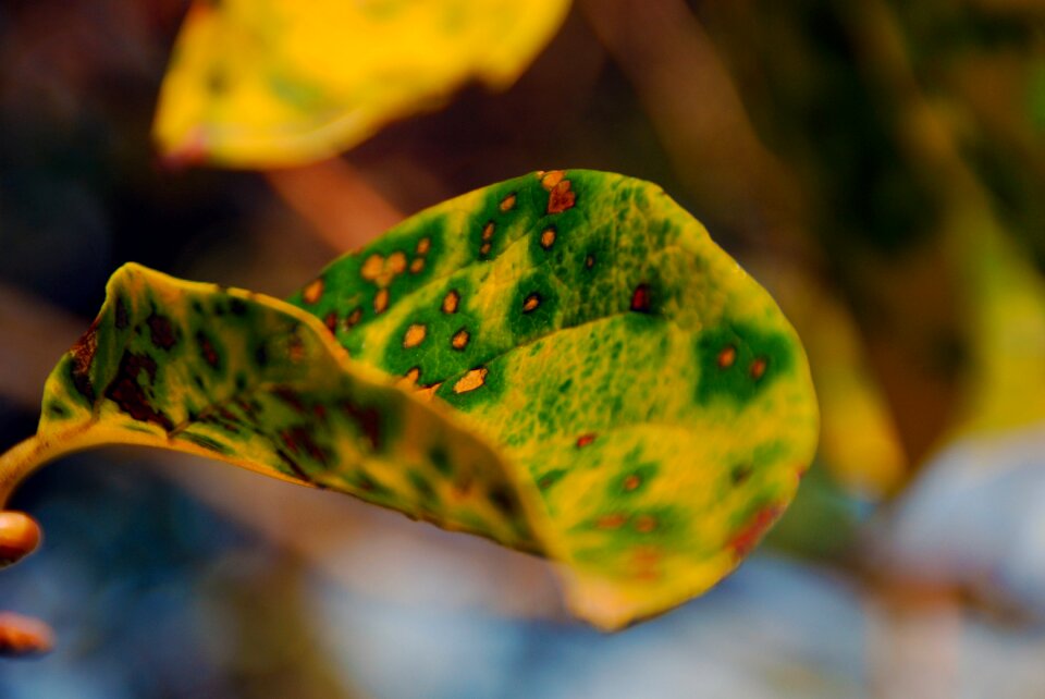 Autumn leaves nature yellow