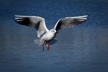 Waters animal lake photo