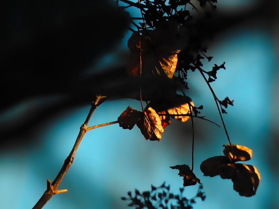 Still lifes autumn leaf color