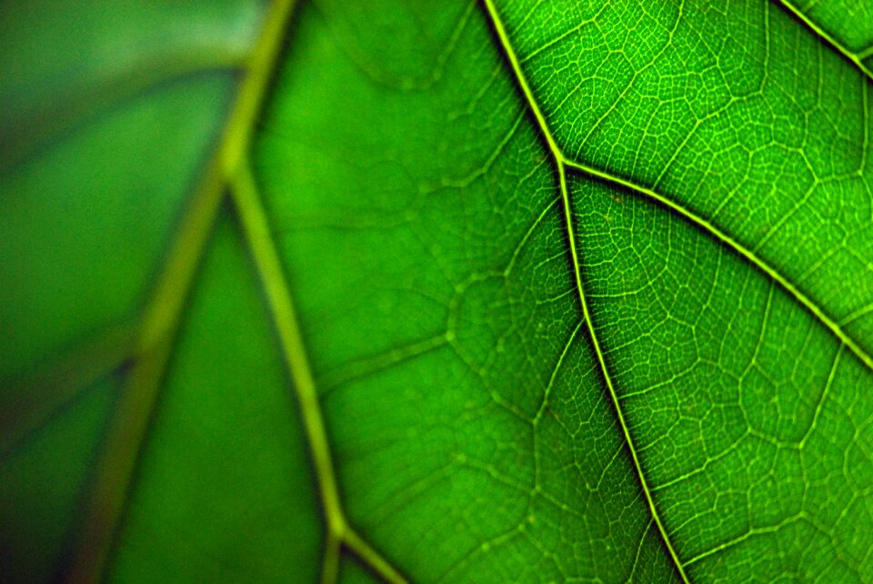 Green leaf nature plant