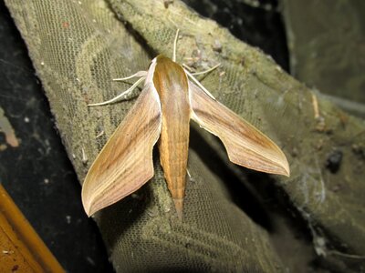 Moth giant lepidoptera xylophanes