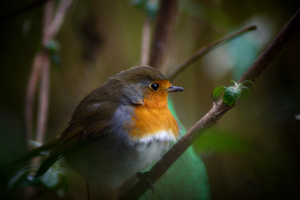 Robin poultry animal