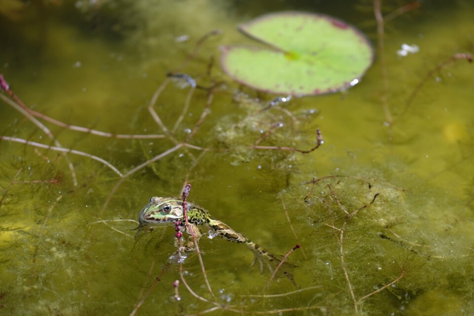 Garden pond water nature photo